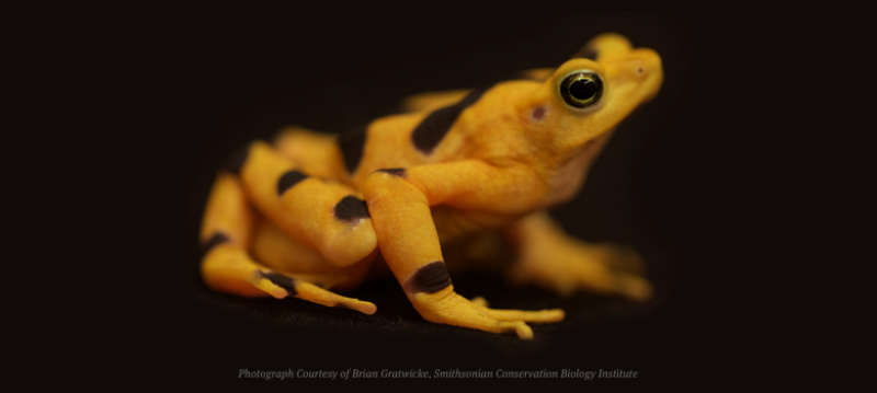 Golden Frog and Smithsonian’s Panama Amphibian Rescue and Conservation Project Raise $50,000 for Panamanian Golden Frogs!